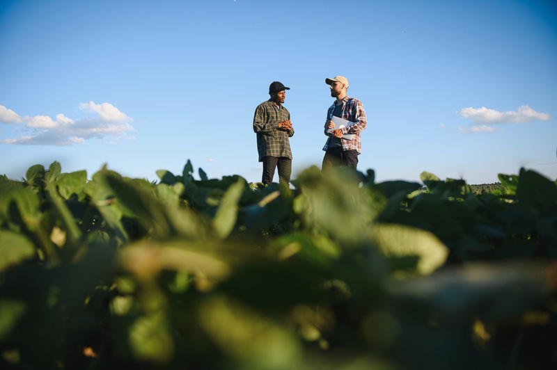 two-farmers-in-a-field-examining-soy-crop Two farmers standing in a green crop field under a clear blue sky, talking and holding notes.
