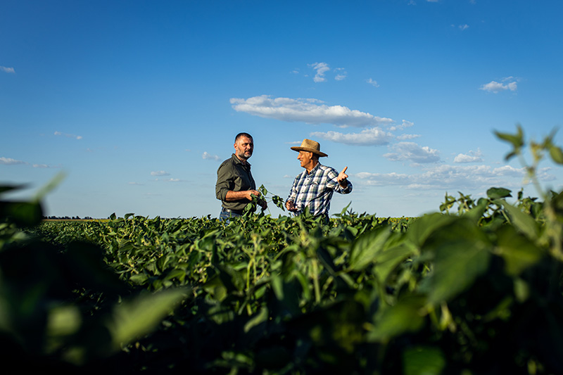 two-farmers-in-a-field-examining-soy-crop Two farmers standing in a green crop field under a bright blue sky, inspecting plants and discussing the crop.